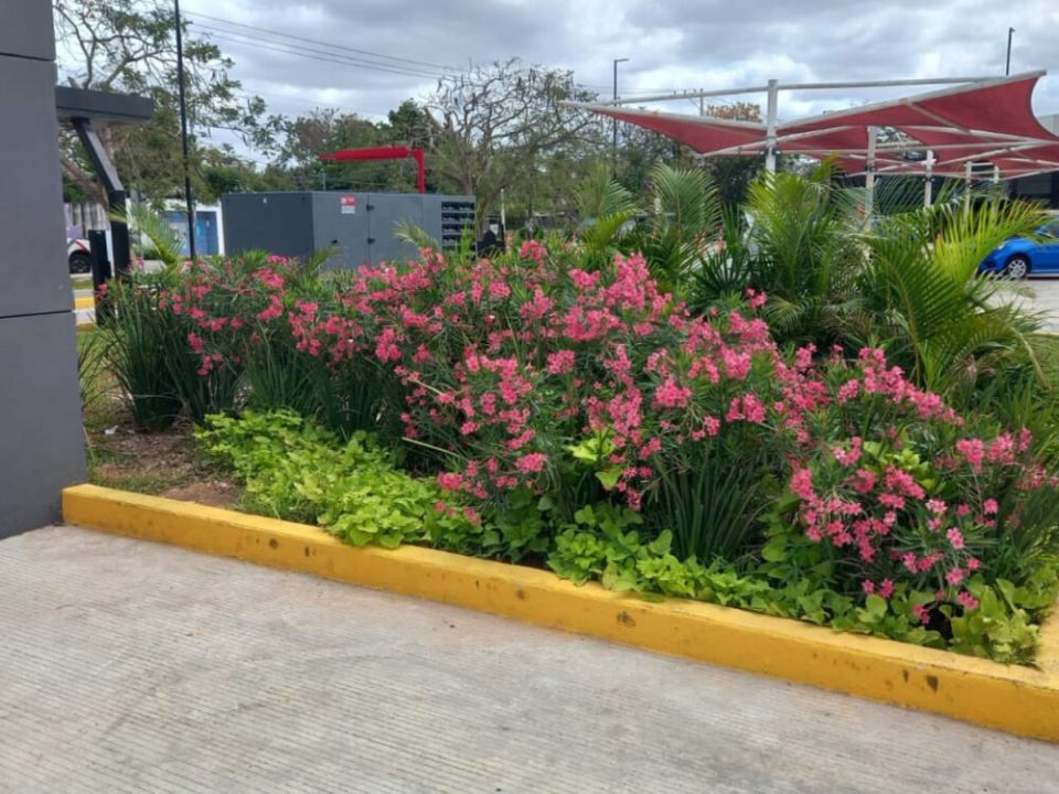 Borde de jardín con flores en Yucatán