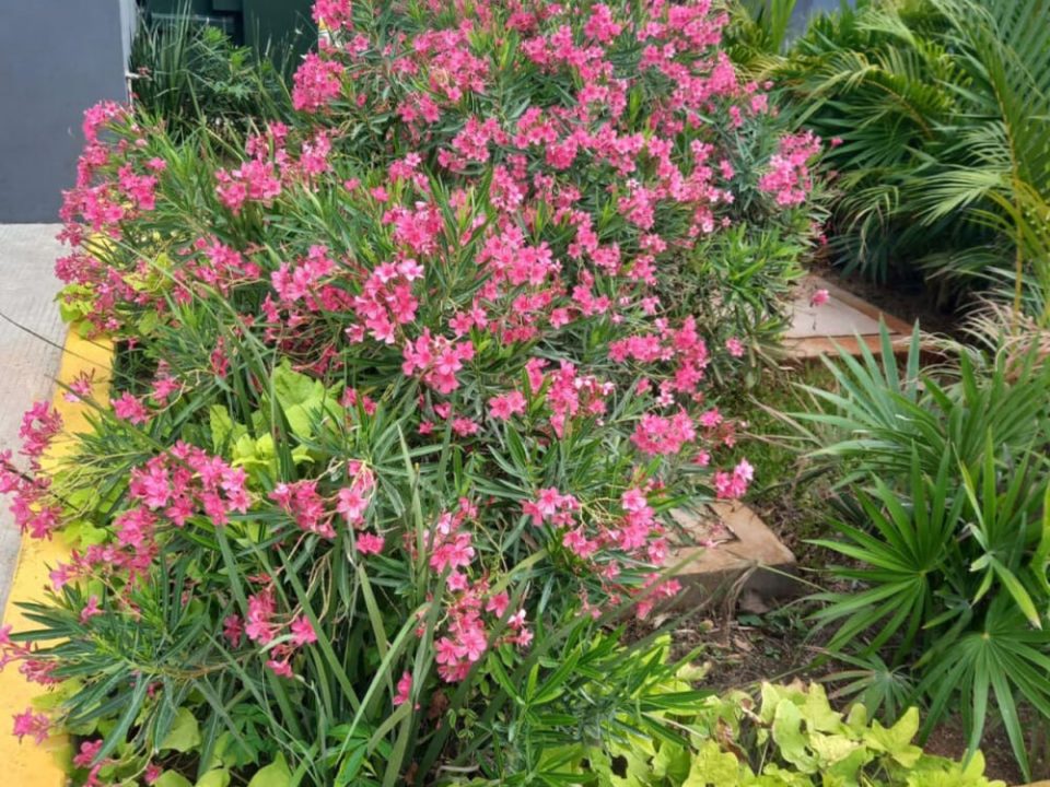 Jardín con bugambilia y plantas de temporada